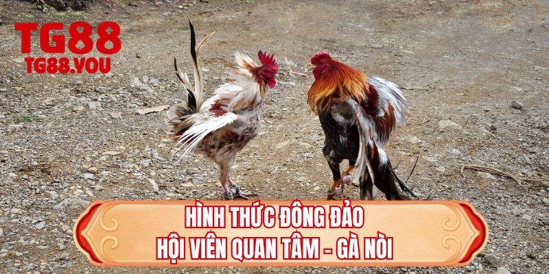 Hình thức đông đảo hội viên quan tâm - Gà nòi